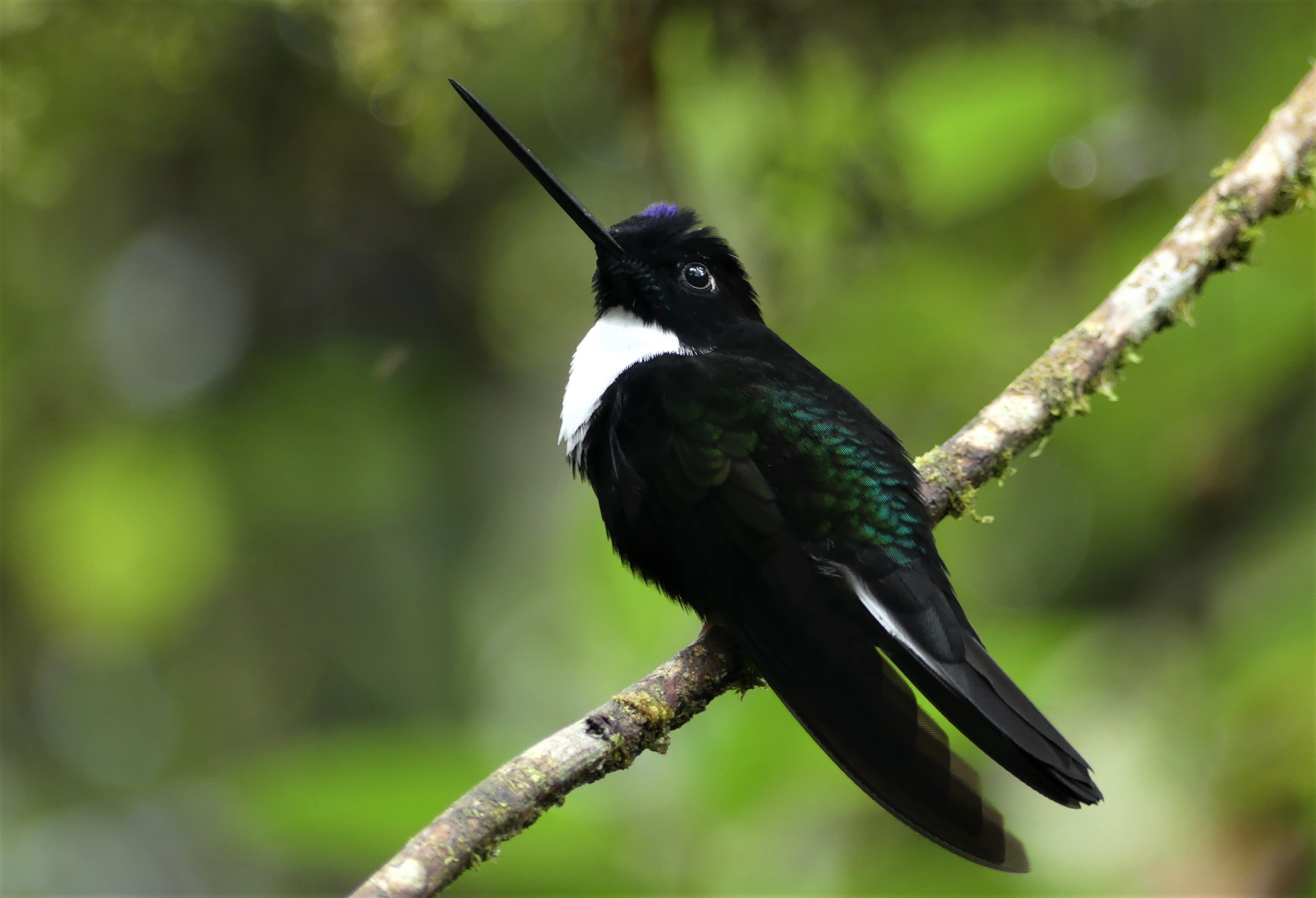 Collared Inca (Ecuador - 2022)